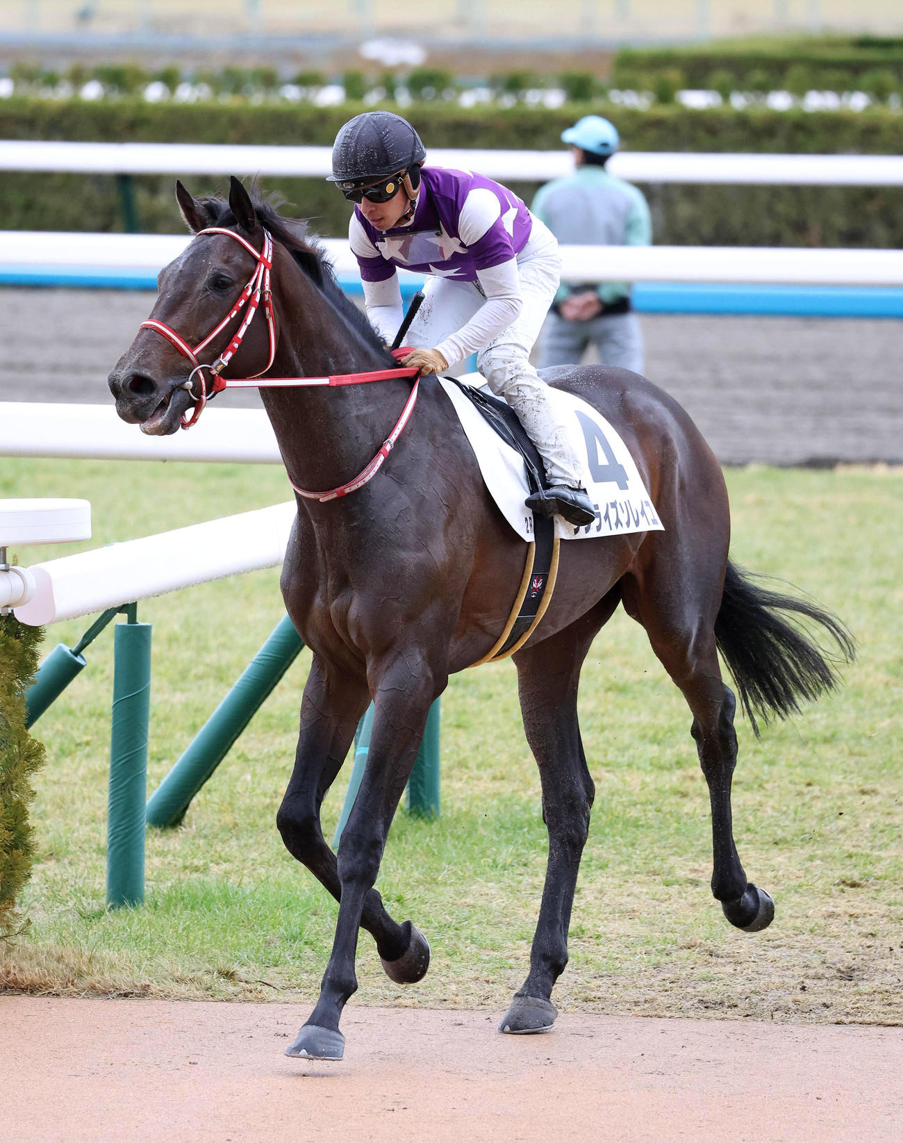 京都2R、新馬戦を制したサンライズソレイユ（撮影・白石智彦）
