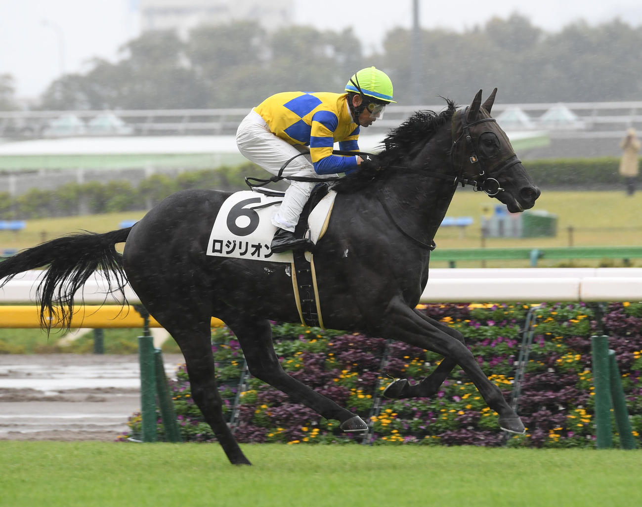 2歳未勝利戦を勝ったロジリオン（23年10月15日撮影）