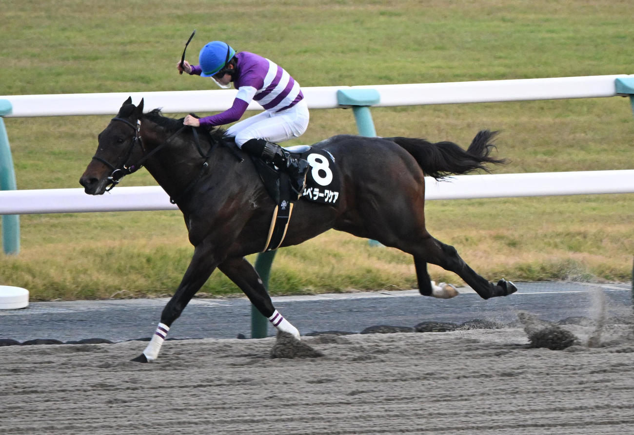 直線で他馬を突き放しドンカスターカップを制するエンペラーワケア（23年11月12日撮影）