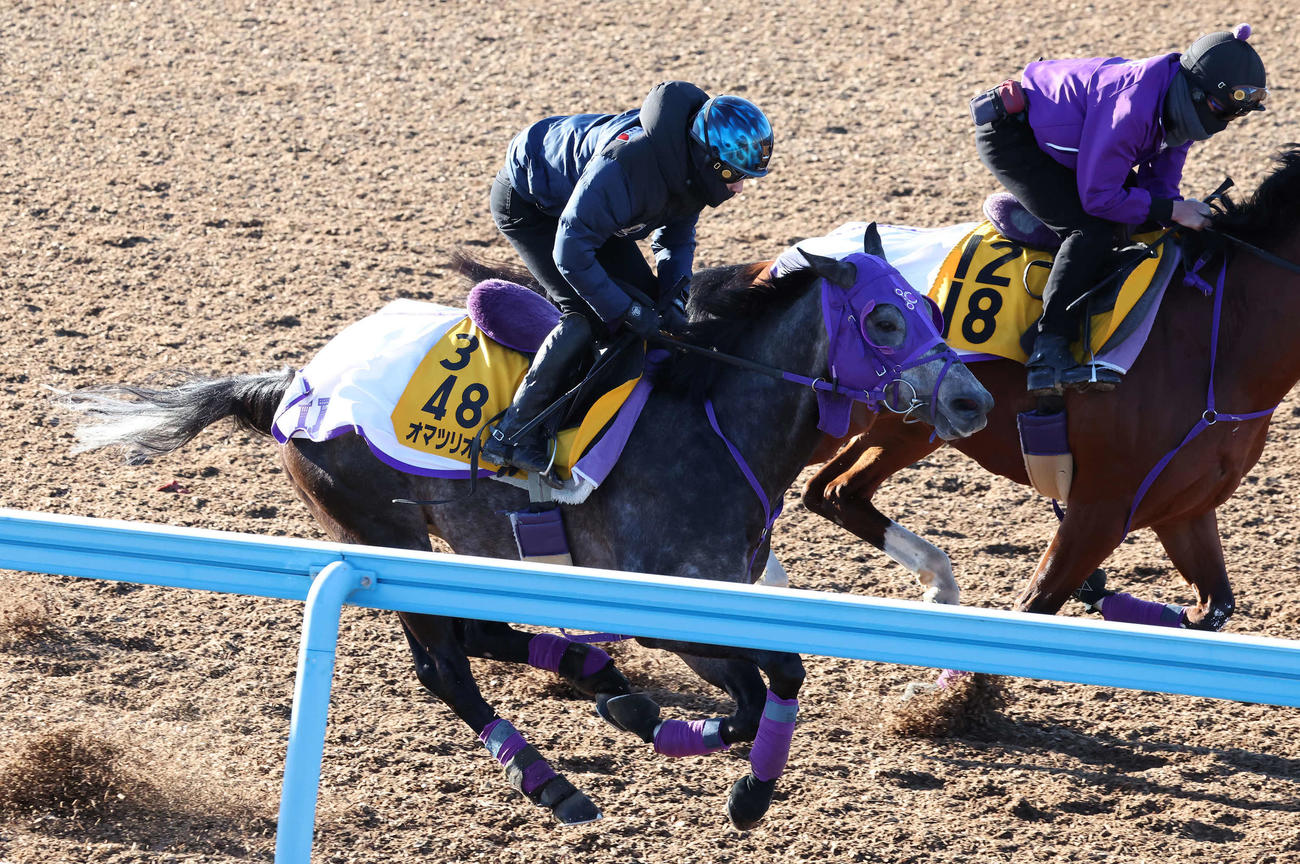 オマツリオトコは美浦ウッドを併せ馬で追い切られた（撮影・丹羽敏通）
