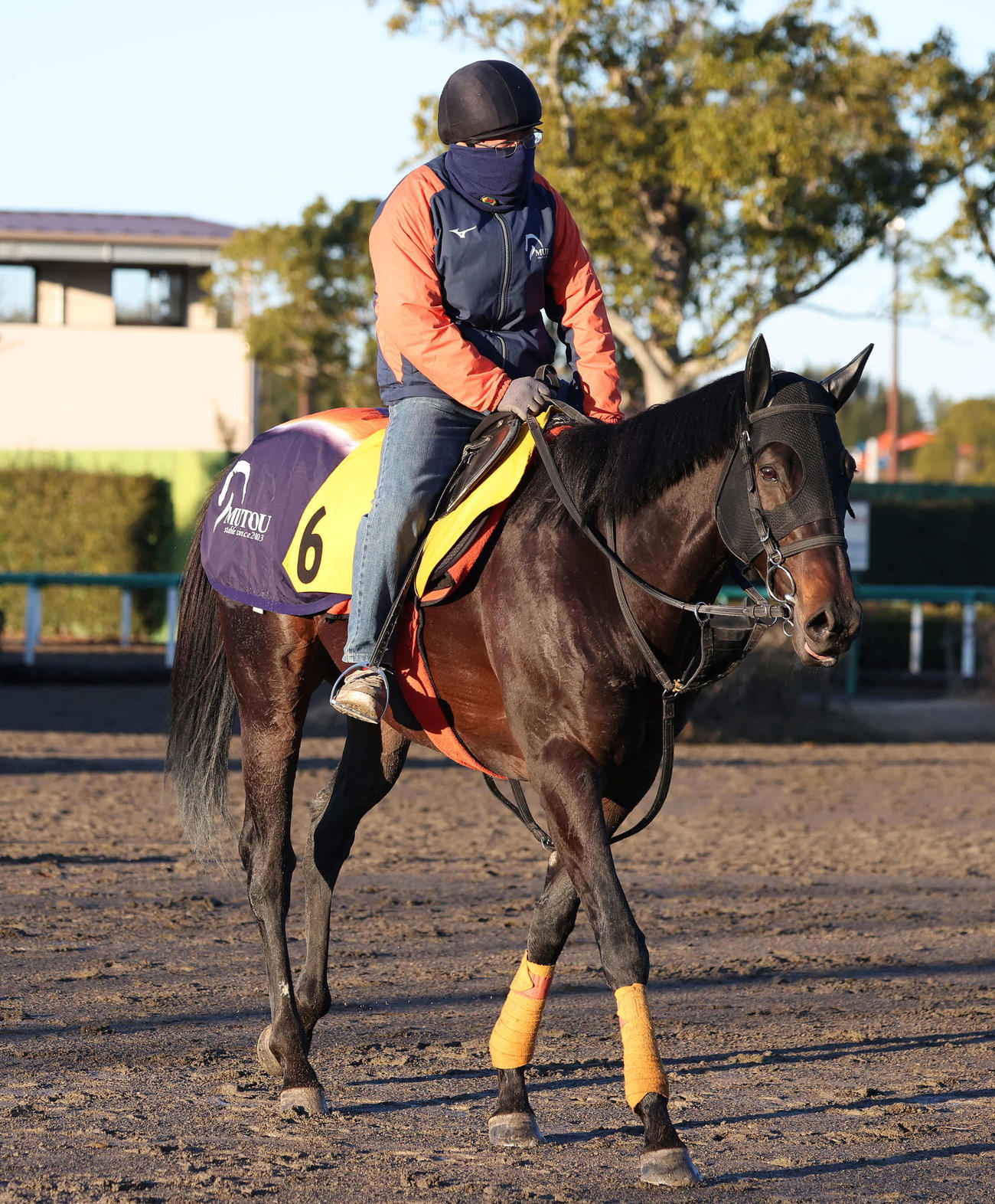 調教を終えて馬場を出るアイオライト（撮影・丹羽敏通）
