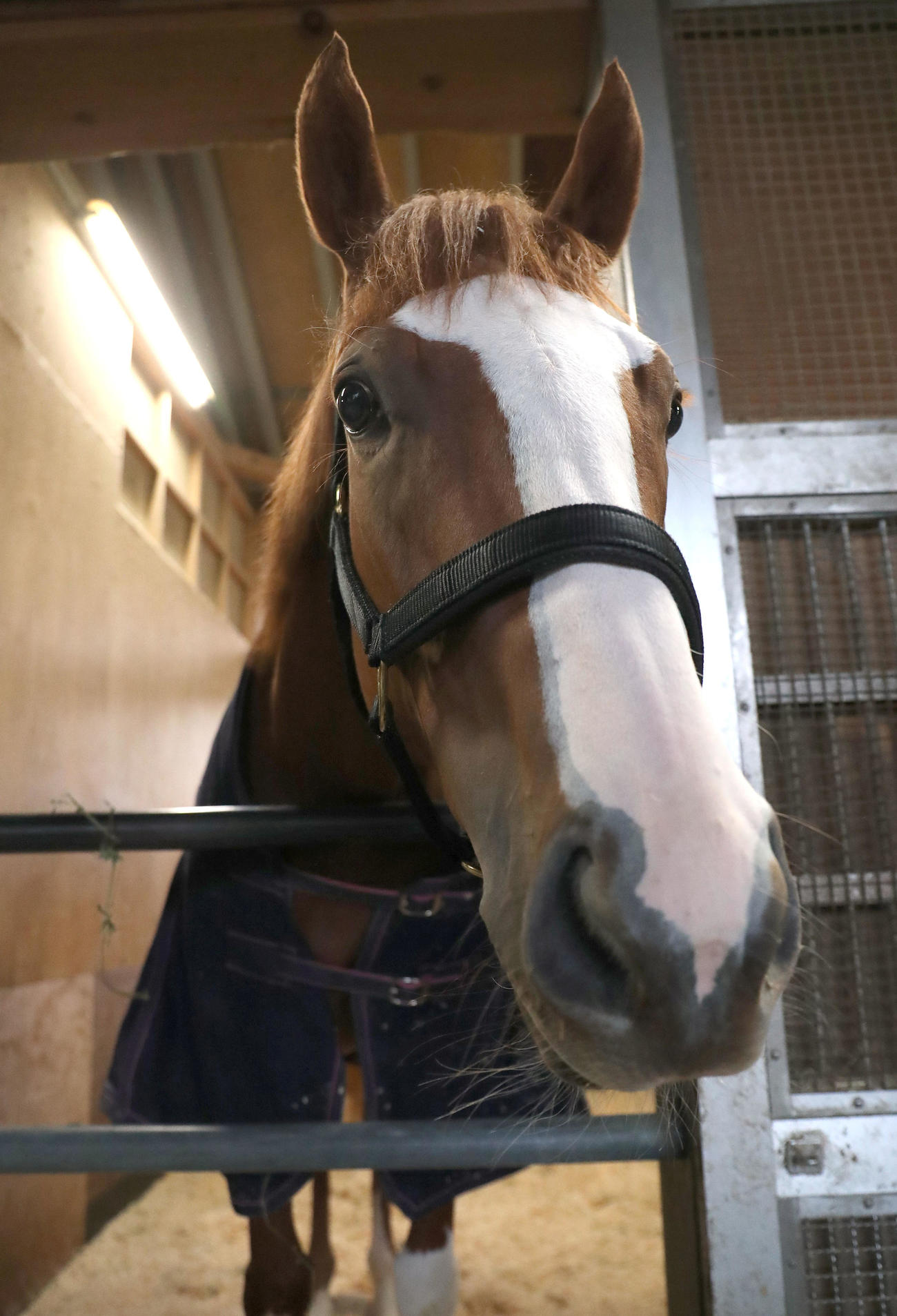 21年4月、馬房でリラックスするシゲルピンクルビー