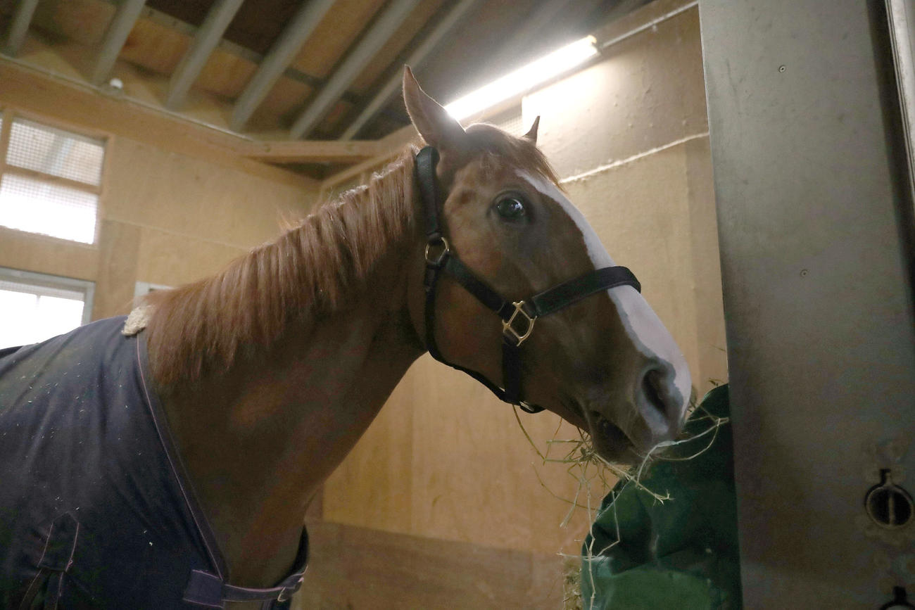 21年4月、馬房で干し草を食べるシゲルピンクルビー