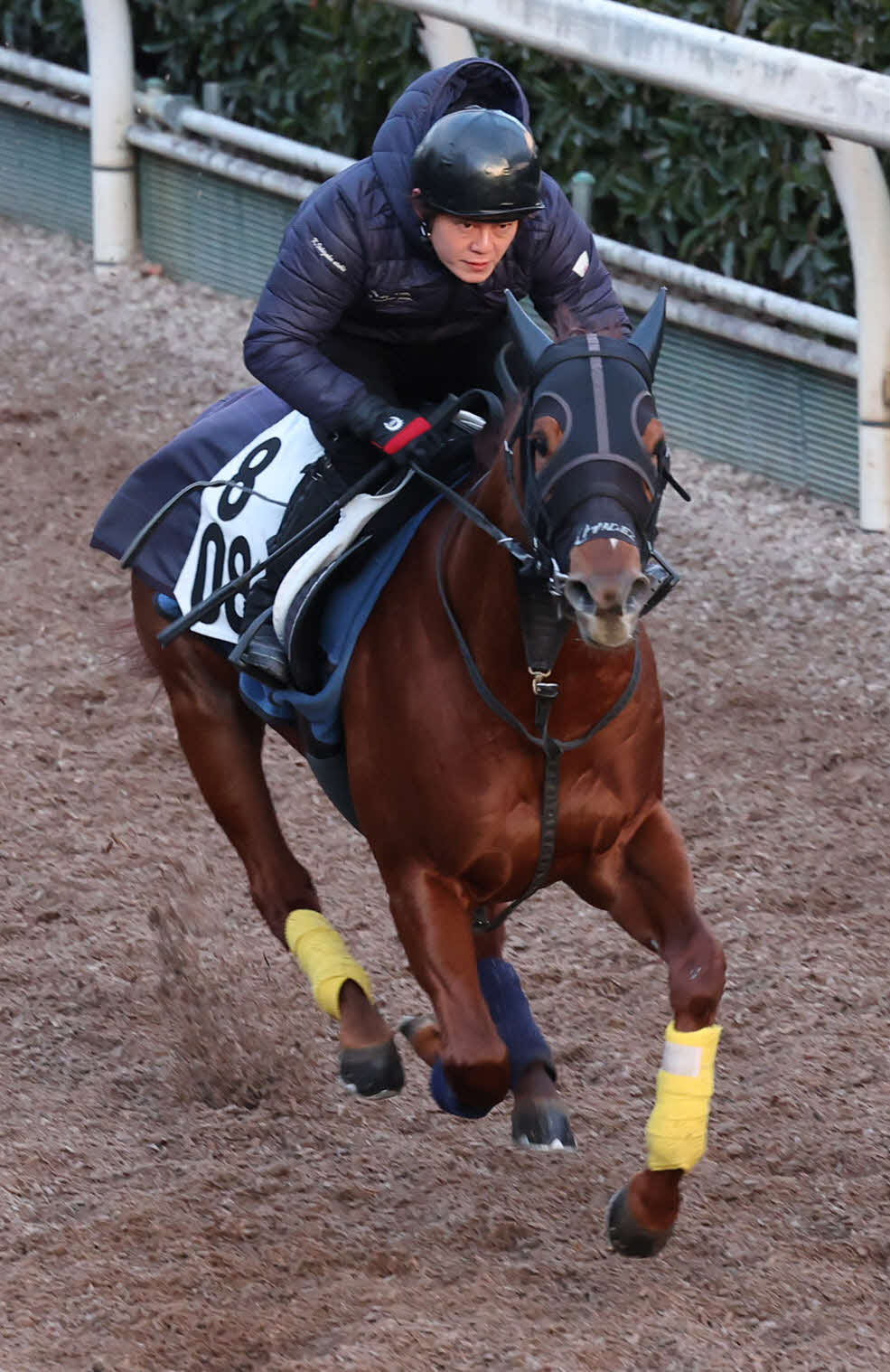 坂路で追い切るサンライズフレイム