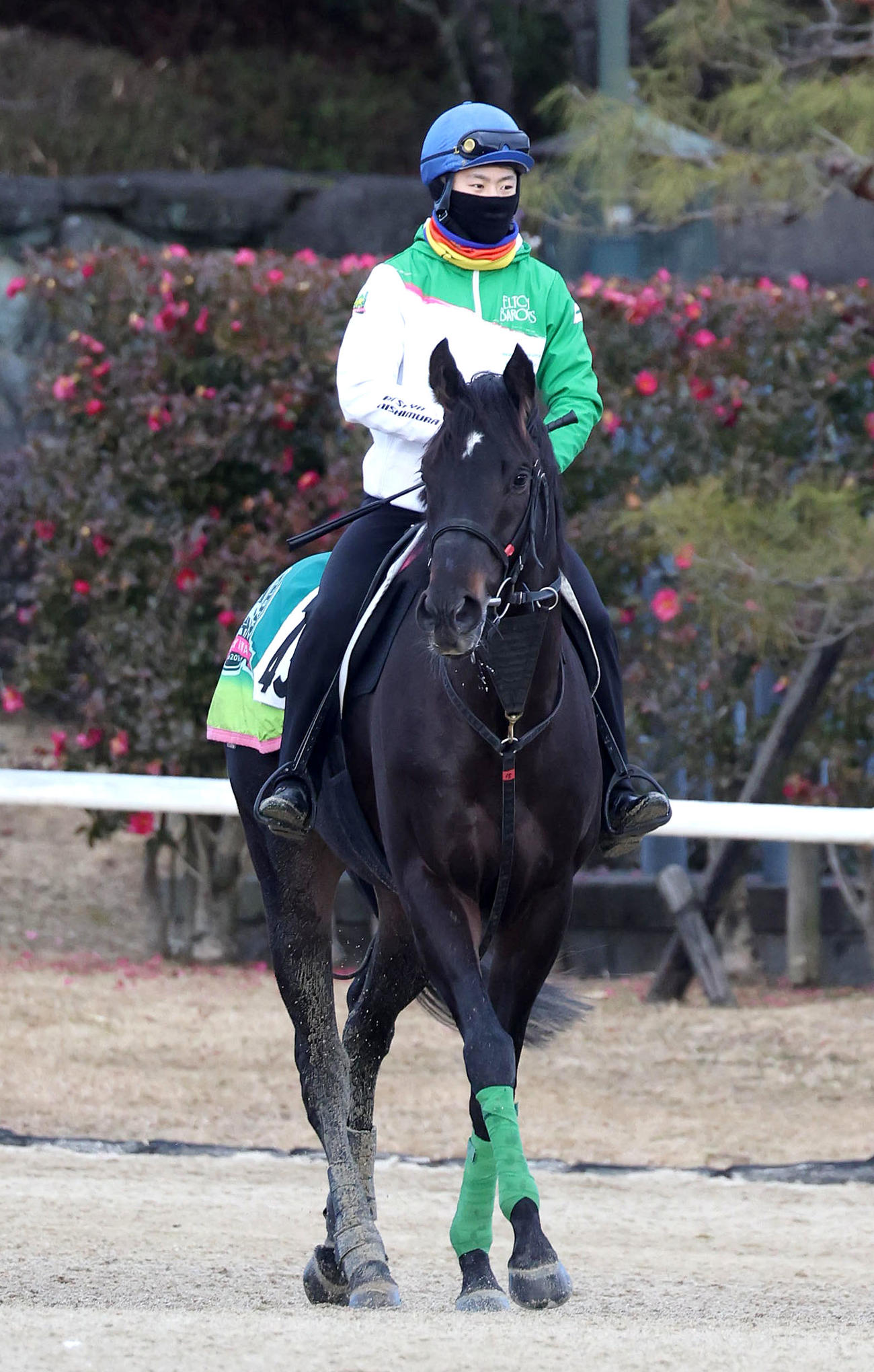 西村淳騎手を背にスタンド前で運動するルガル（撮影・白石智彦）