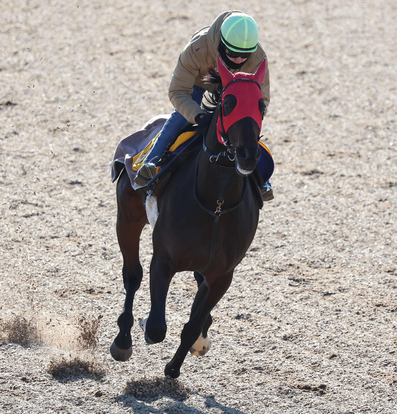 ライラボンドは小林勝騎手を背に美浦ウッドを単走で追い切られた（撮影・丹羽敏通）