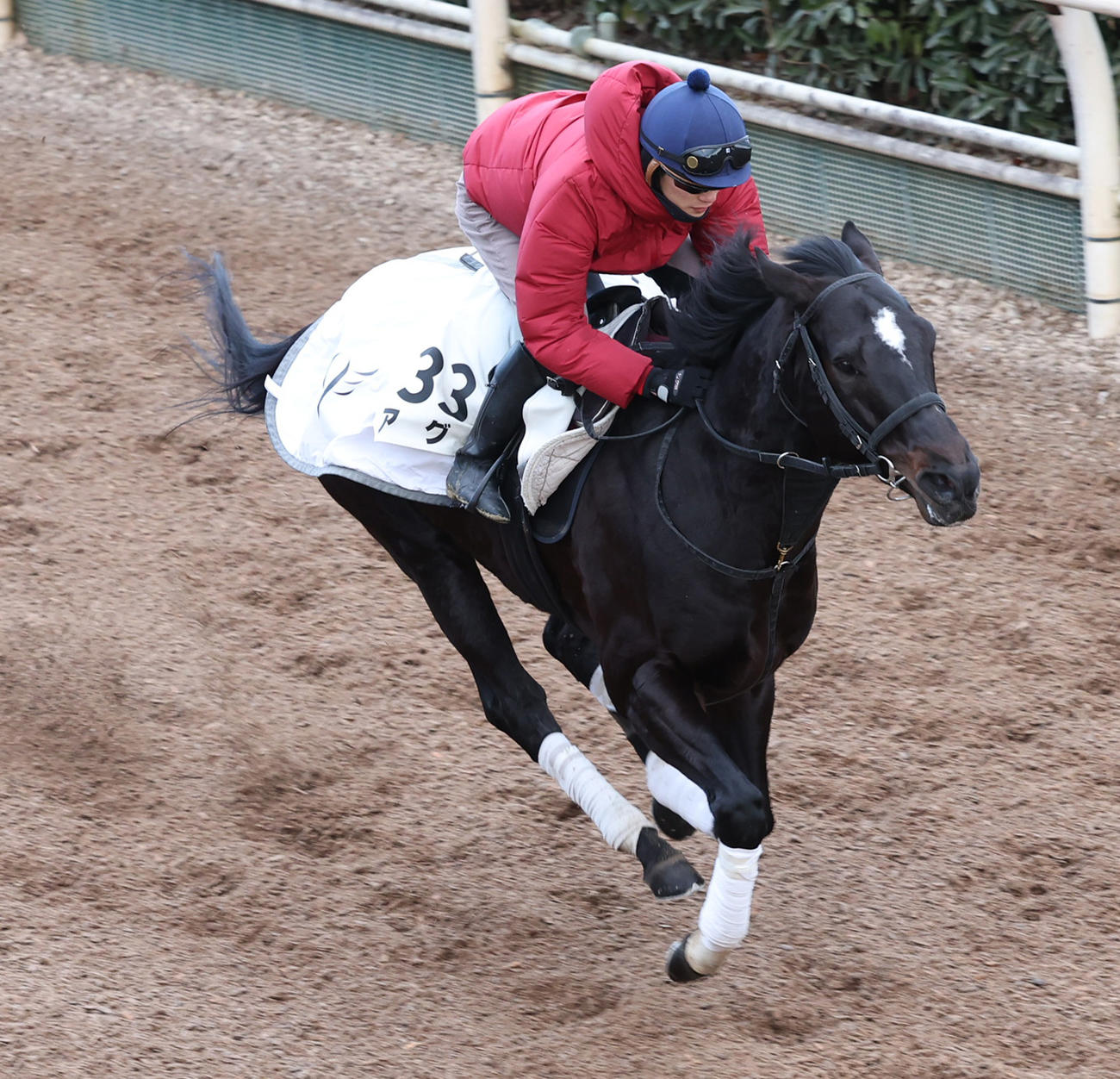 24日、坂井騎手を背に坂路で追い切るアグリ
