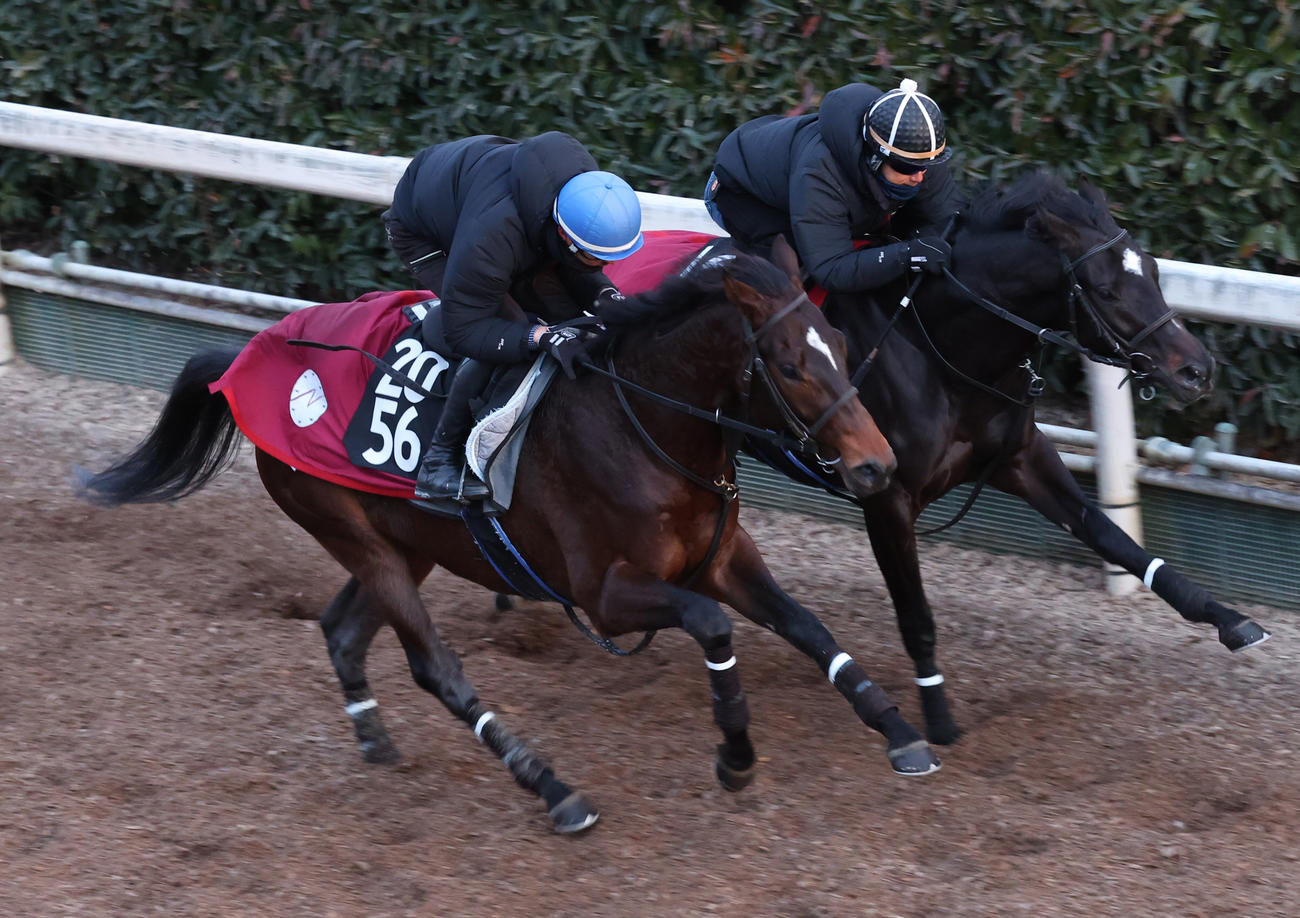 24日、坂路を併せ馬で追い切るアレ（左）　