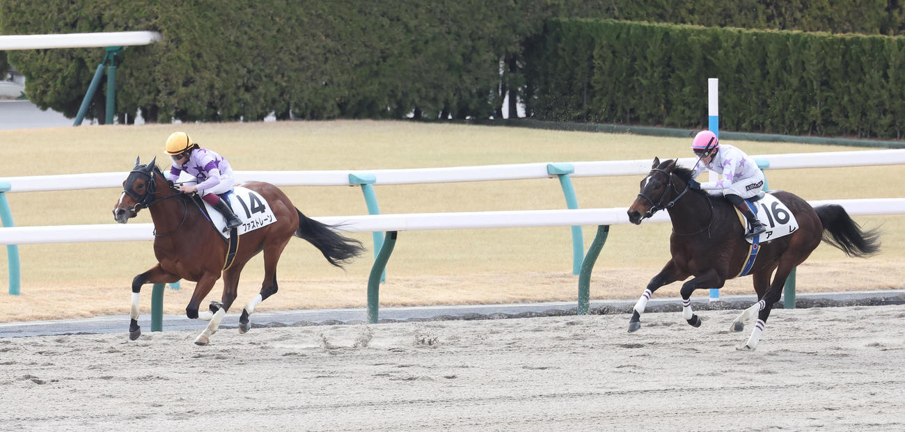 京都4R、新馬戦を制したファストレーン（左）。右は2着のアレ（撮影・白石智彦）