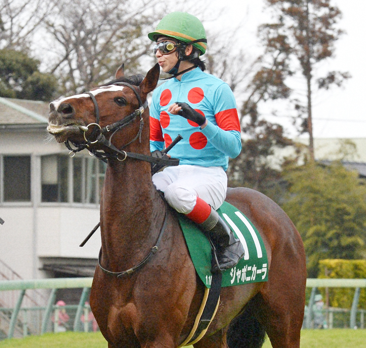 エフフォーリア産駒第1号の牝馬を産んだジャポニカーラ（2015年撮影）