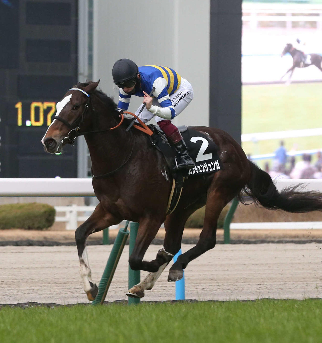 小倉11R、周防灘特別を快勝したカンチェンジュンガと西村淳騎手（撮影・冨田成美）