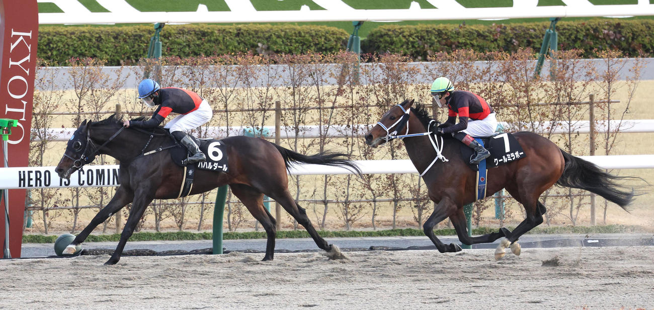 京都11R、直線抜け出して舞鶴Sを制したバハルダール（左）（撮影・白石智彦）