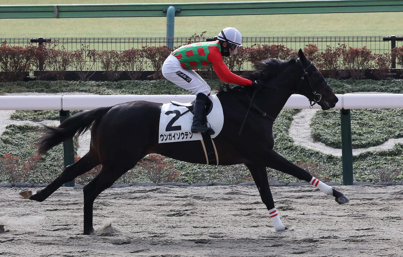 東京2R、3歳新馬戦を制したウンガイソウテン（撮影・丹羽敏通）