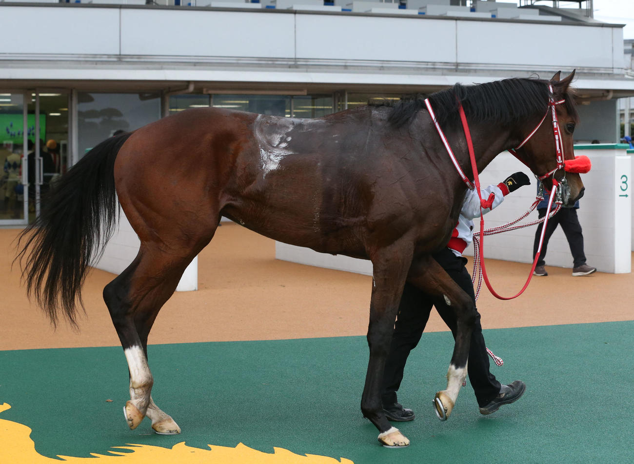 小倉6R・3歳未勝利で1着のグラヴィス（撮影・冨田成美）