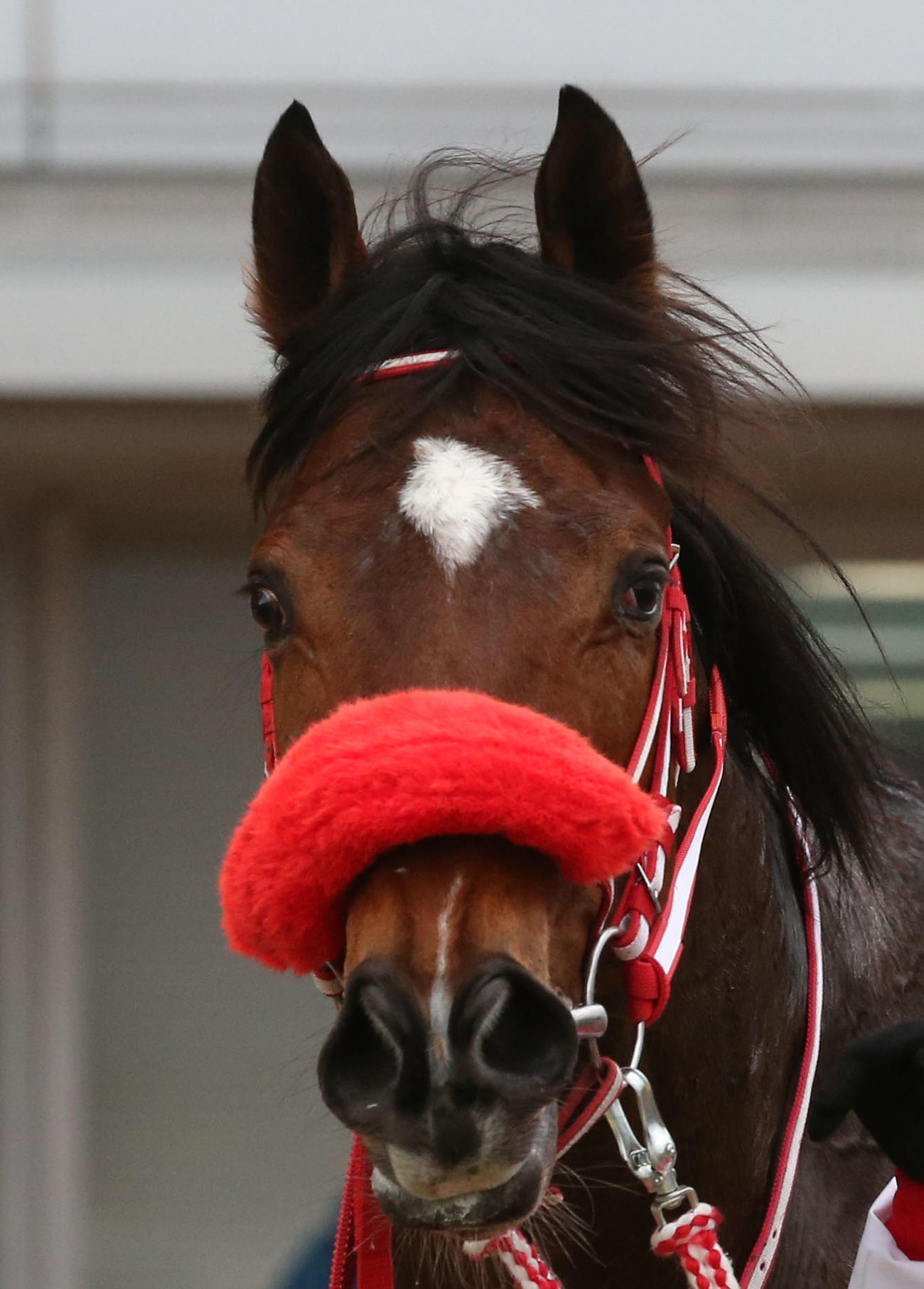 小倉6R・3歳未勝利で1着のグラヴィス（撮影・冨田成美）