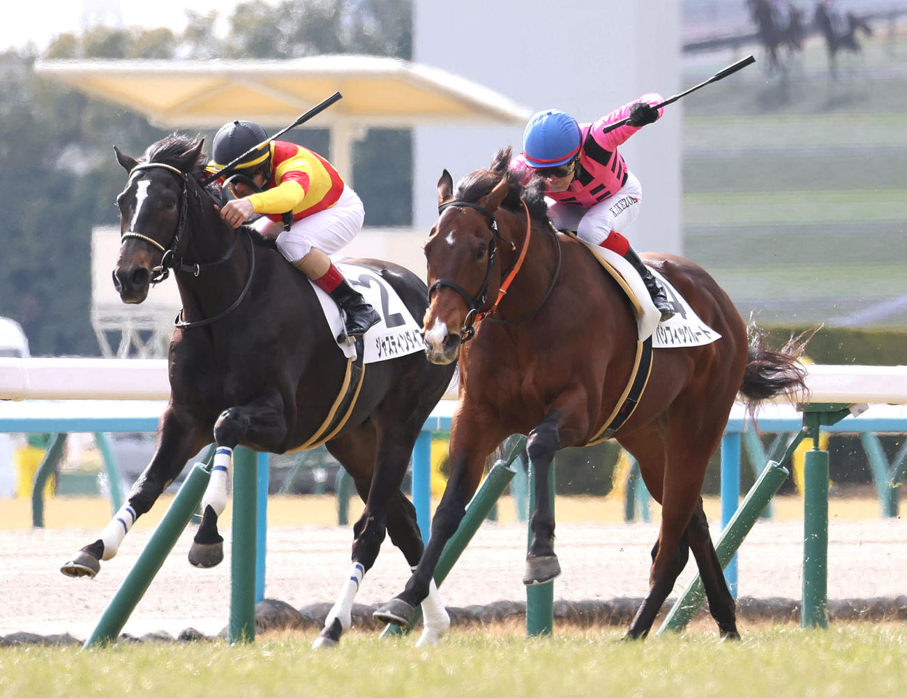 京都5R、ジャスティンダイス（左）との競り合いを制して新馬戦を勝利したパシフィックルート