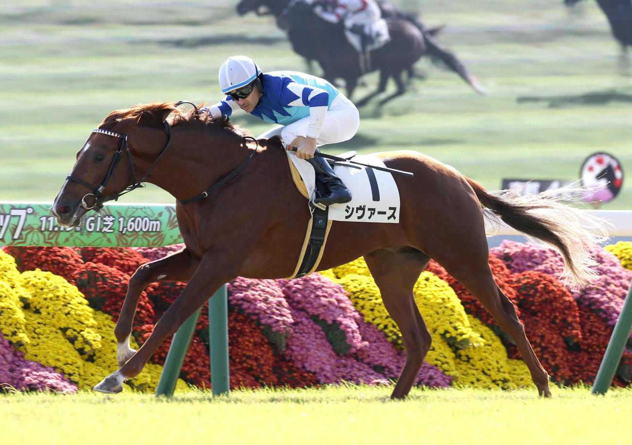 直線抜け出して新馬戦を制したシヴァース（23年11月19日撮影）
