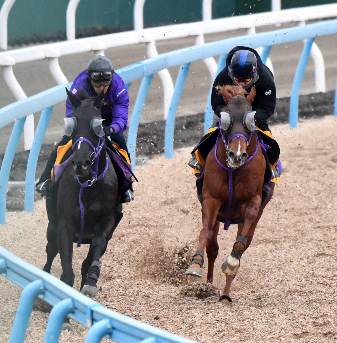 三浦騎手を背にウインカーネリアン（右）はヴァイルマティと併せて追い切る（撮影・柴田隆二）