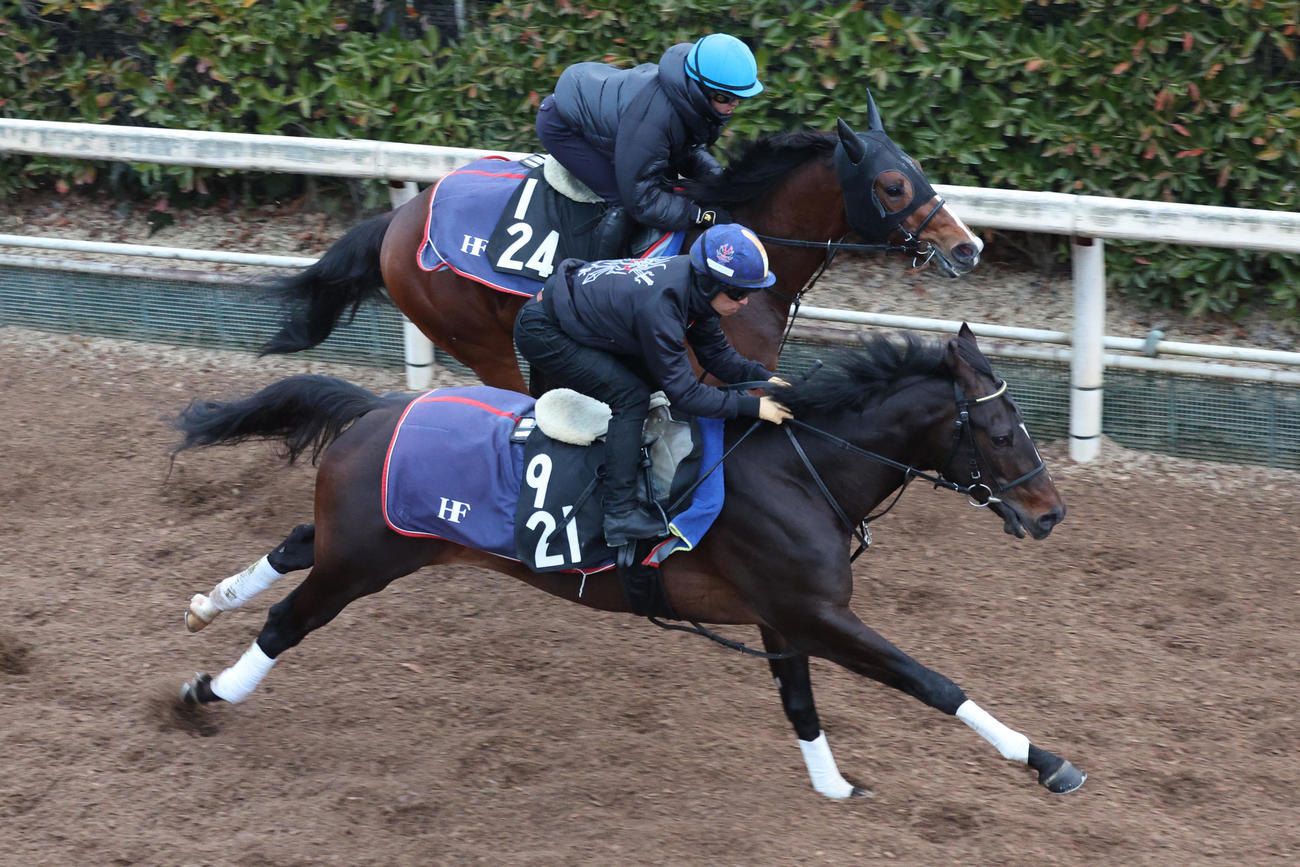 川田将雅騎手が騎乗し、坂路の併せ馬で先着するファーヴェント。奥はヴィレム