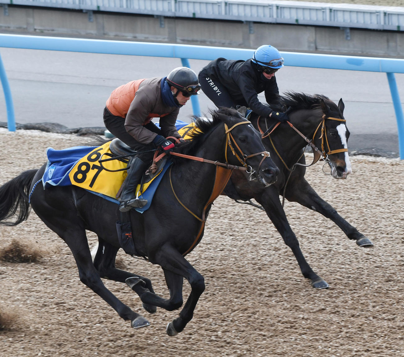 サクラトゥジュール（手前）はサトノフウジンと併せて追い切る（撮影・柴田隆二）