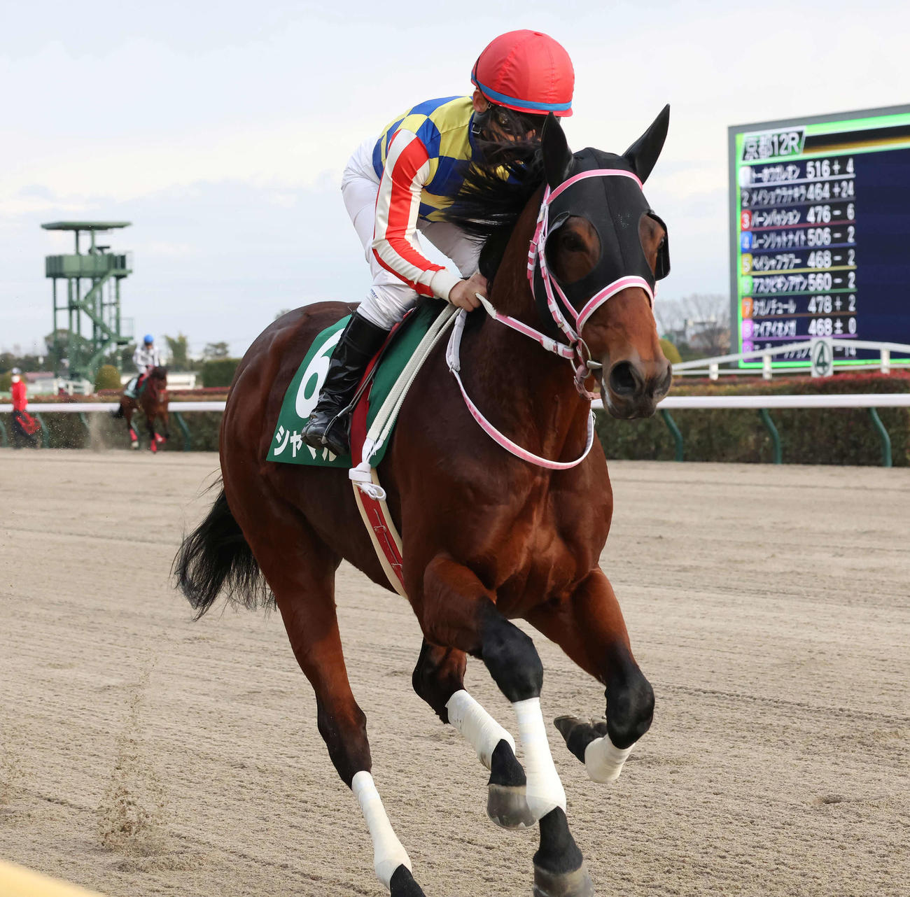 根岸Sに出走したシャマル（2024年1月28日撮影）
