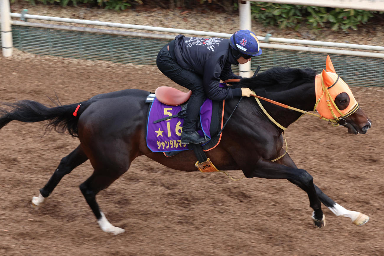川田騎手が騎乗し、坂路でしっかりと負荷をかけられたジャンタルマンタル