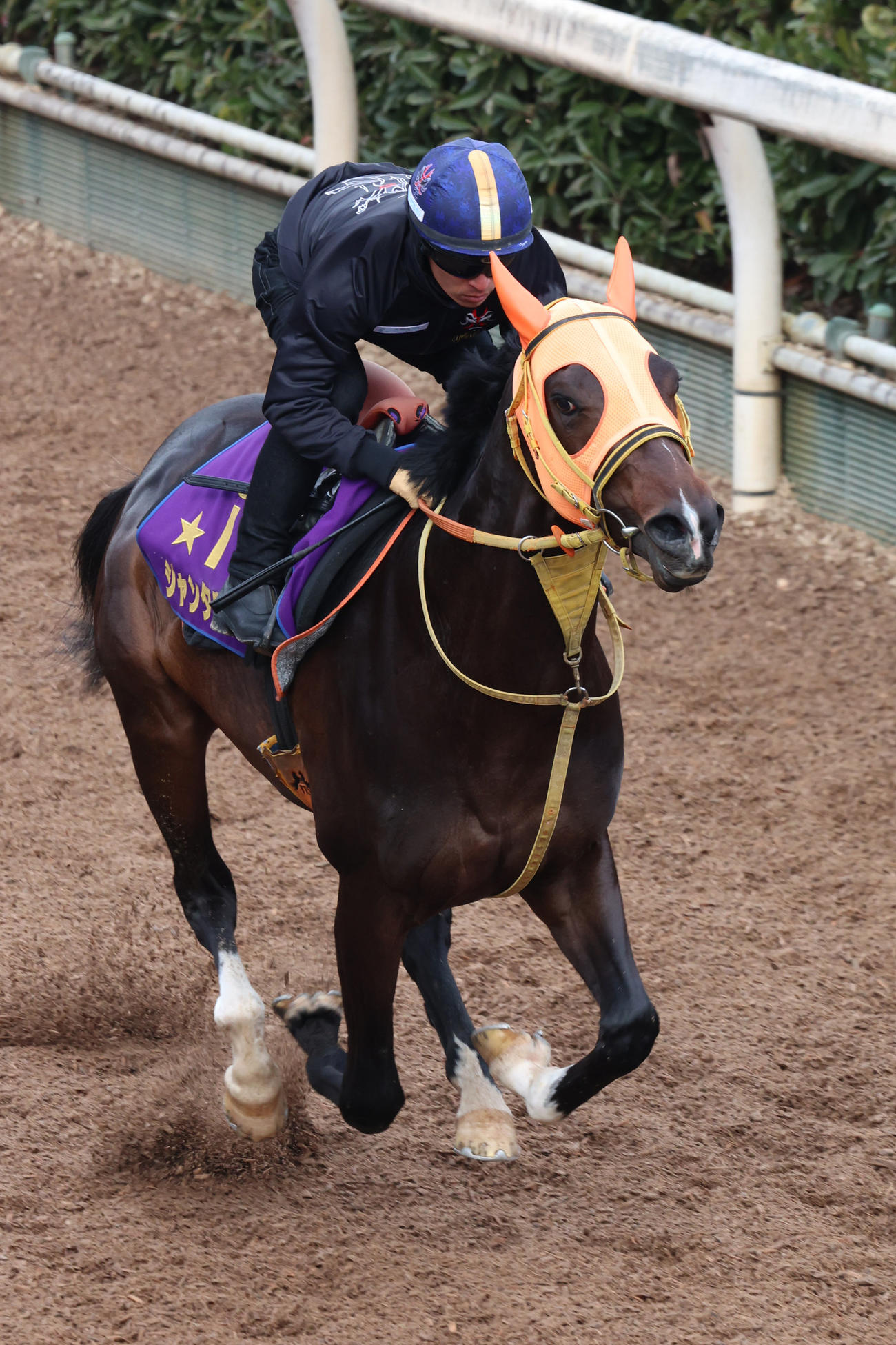川田騎手が騎乗し、坂路でしっかりと負荷をかけられたジャンタルマンタル