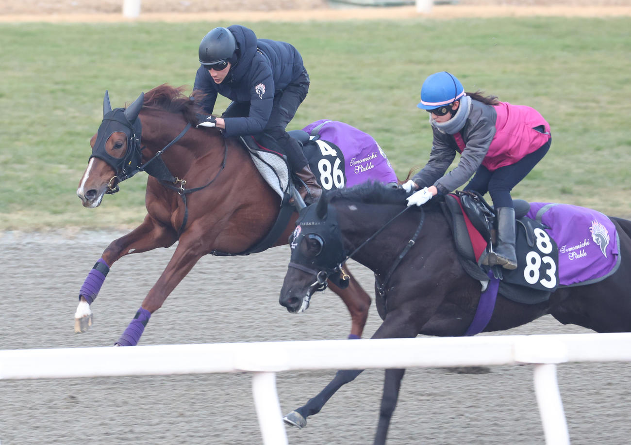 ポリトラックを併せ馬で追い切るシヴァース（左）