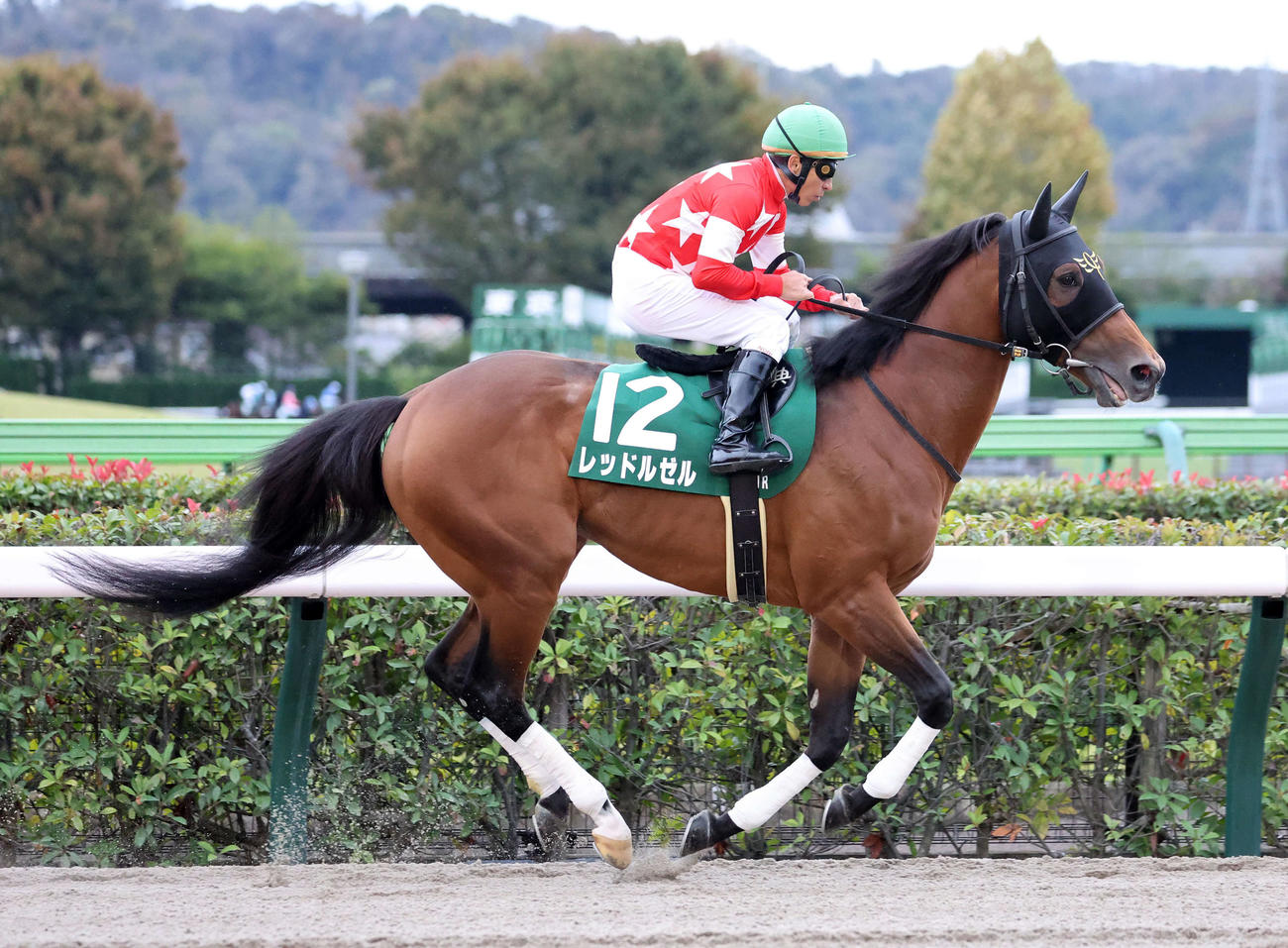 23年11月、武蔵野Sに出走したレッドルゼル
