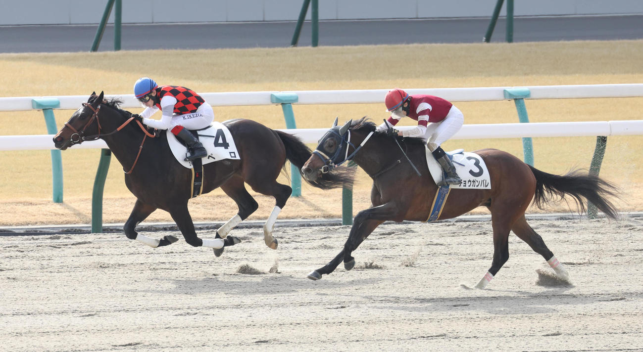 京都2R、3歳未勝利を勝ち上がったペロ（左）右は2着のチョウガンバレ（撮影・白石智彦）