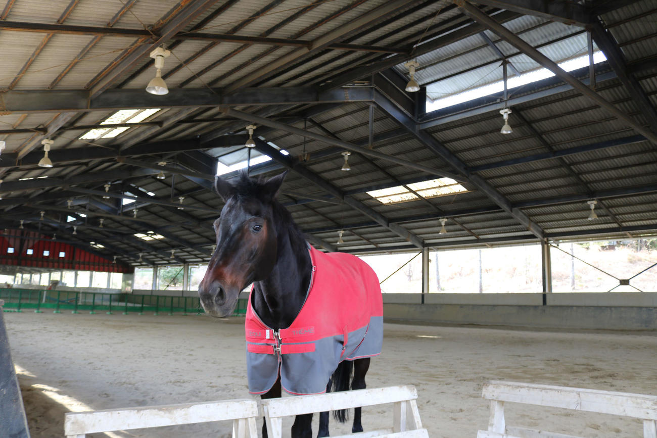 引退馬の森ホースレストの室内運動施設で放牧中の引退馬