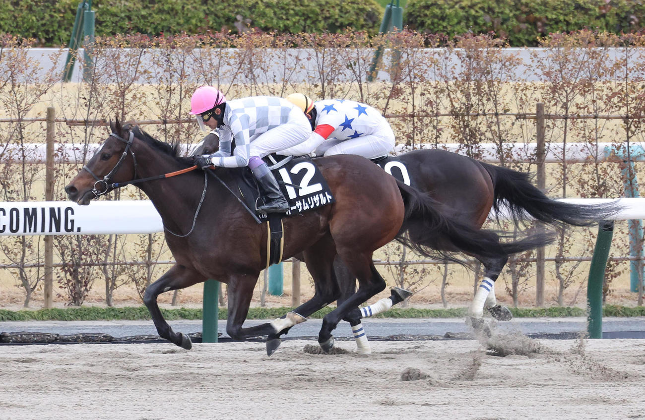 京都11R、無傷の5連勝でアルデバランSを制したオーサムリザルト（撮影・白石智彦）