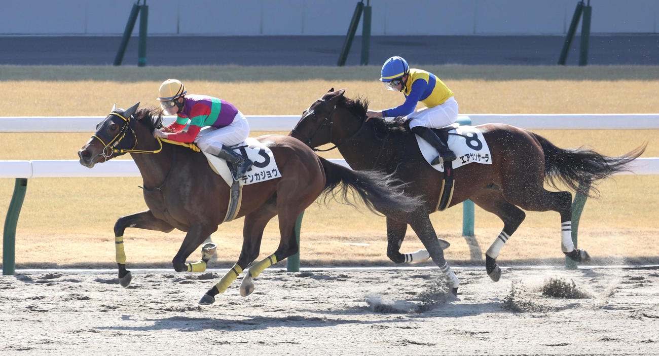 京都4R、直線抜け出して新馬戦を制したテンカジョウ（左）（撮影・白石智彦）
