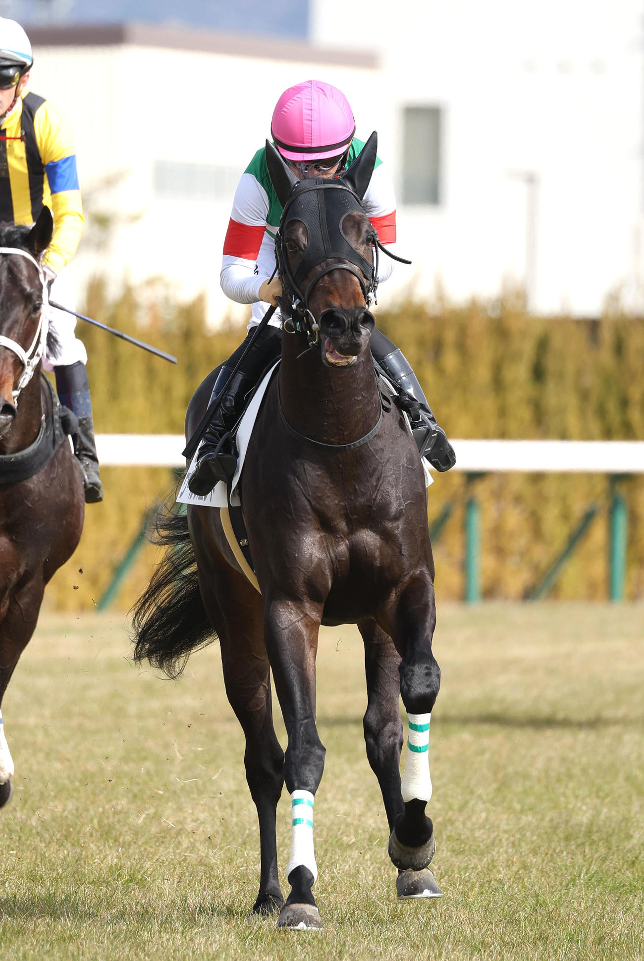 京都5R新馬戦を制したワールズエンド（撮影・白石智彦）