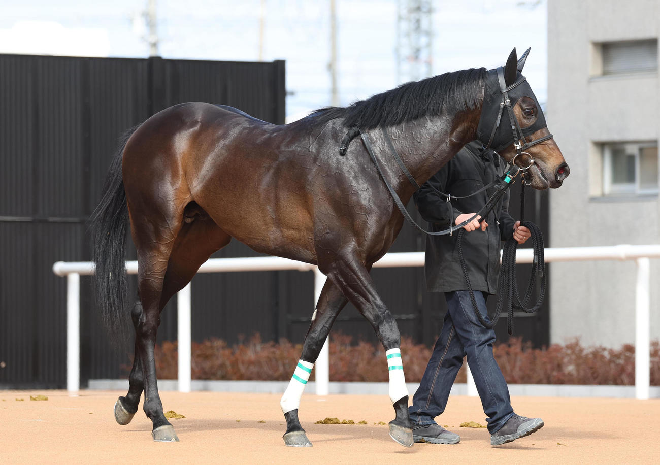 京都5R新馬戦を制したワールズエンド（撮影・白石智彦）
