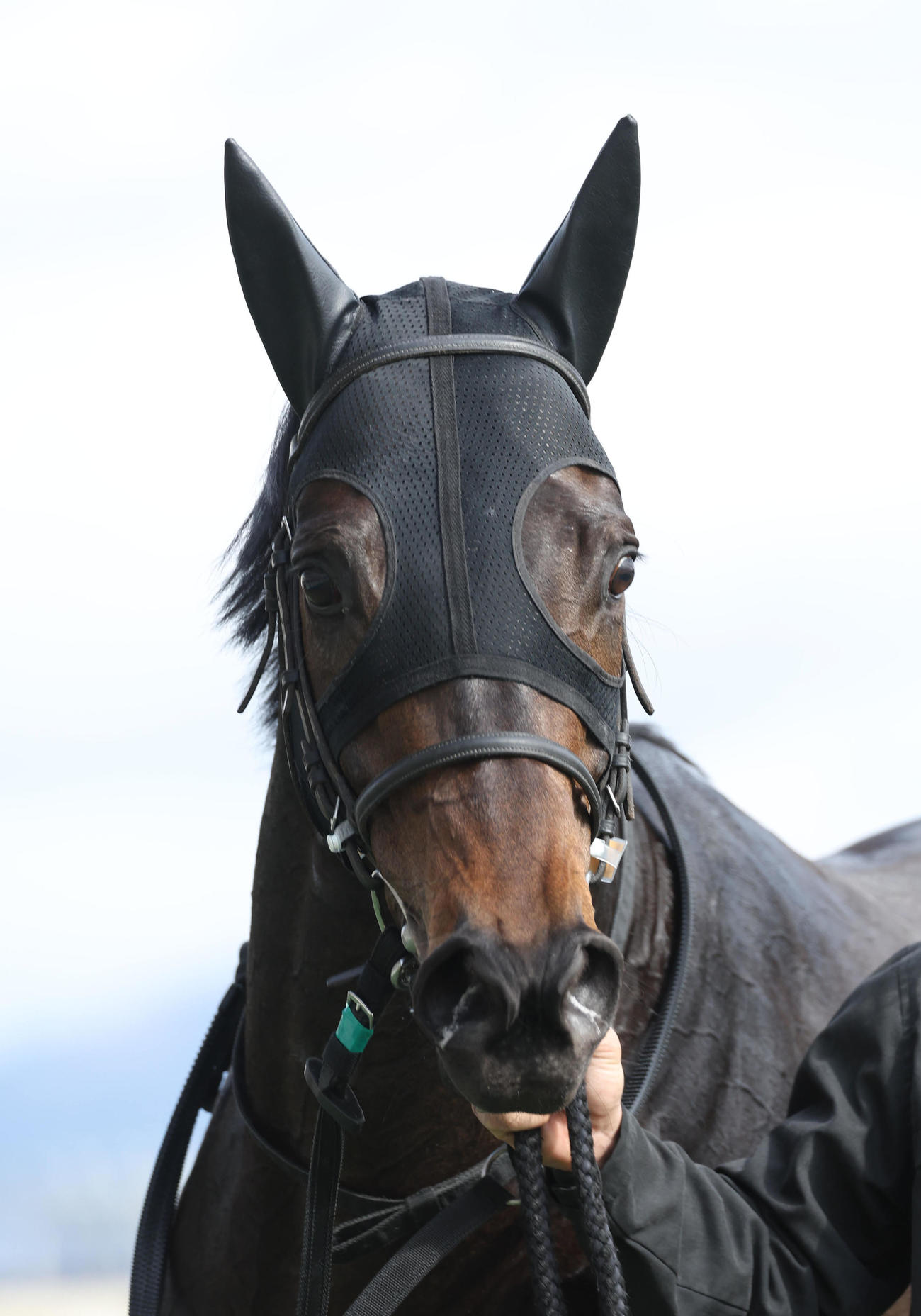 京都5R新馬戦を制したワールズエンド（撮影・白石智彦）