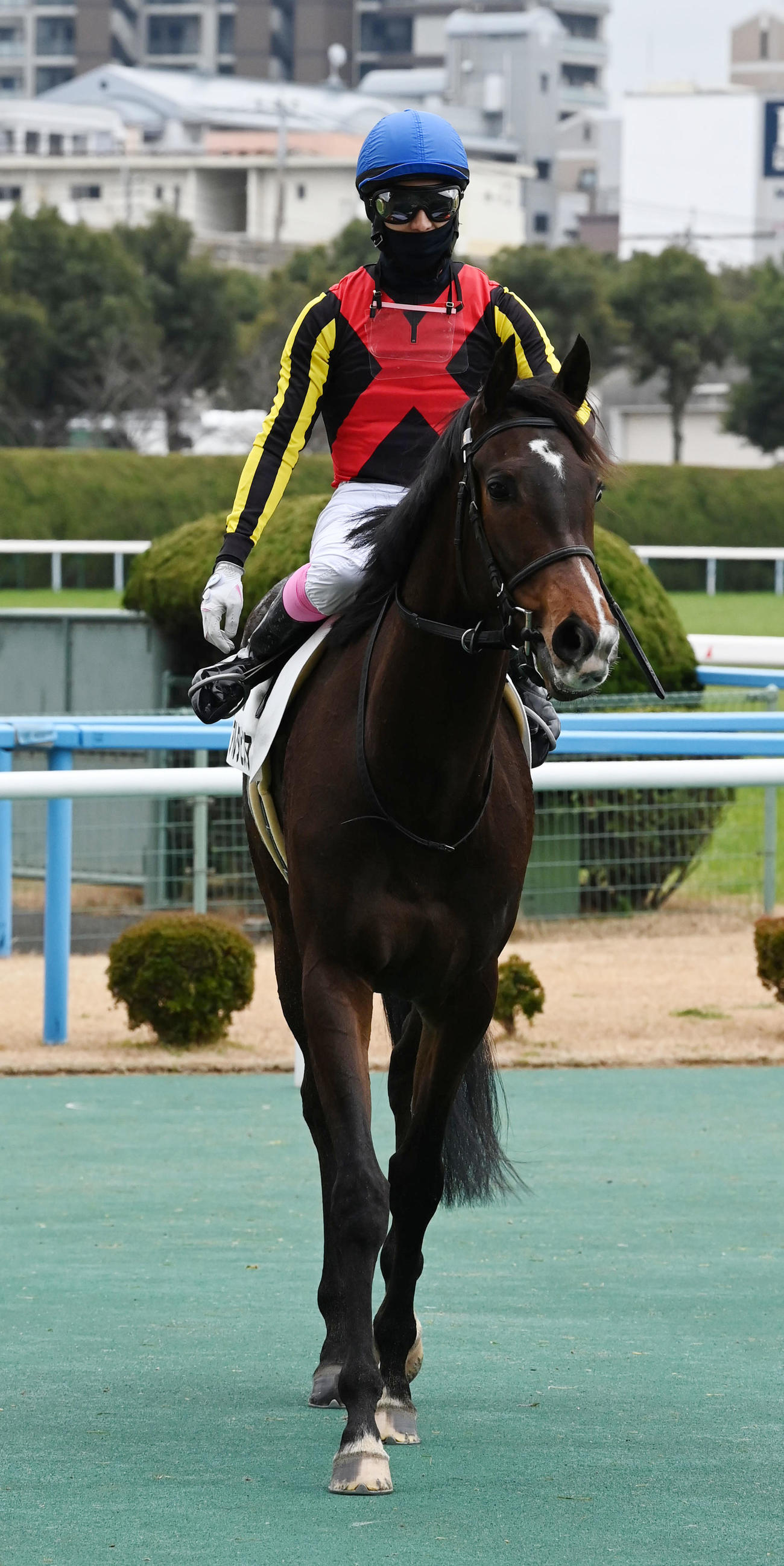 小倉8R、4歳以上1勝クラスを制したアルタビスタ（撮影・前岡正明）
