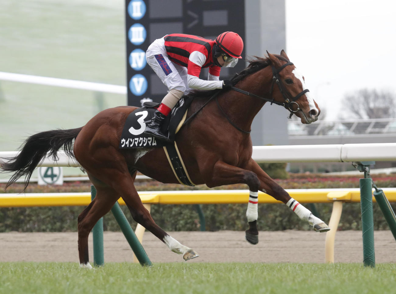 東京9R、ゆりかもめ賞を制したウインマクシアムと松岡騎手（撮影・柴田隆二）