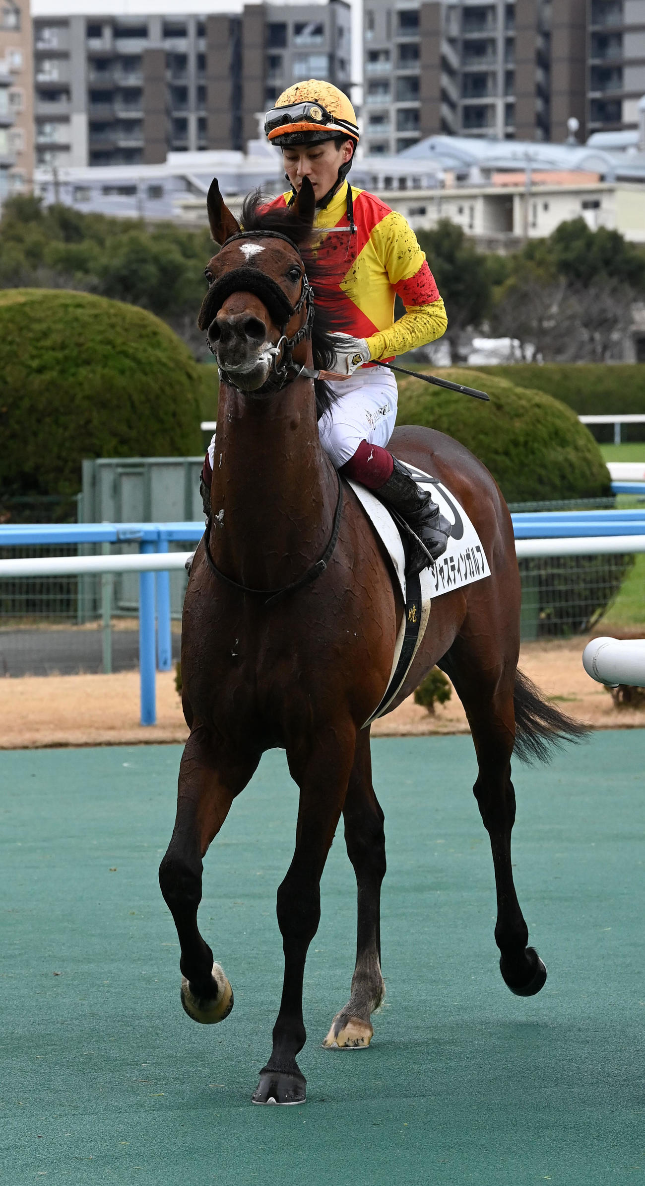 新馬戦を制したジャスティンガルフ（撮影・前岡正明）