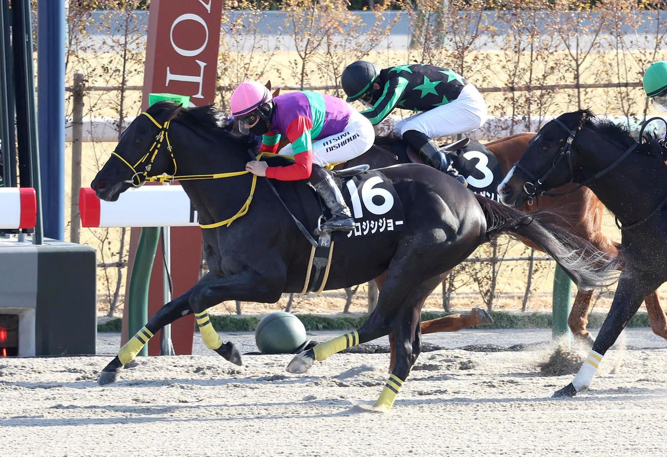 京都10R、直線抜け出して令月Sを制したクロジシジョー（撮影・白石智彦）