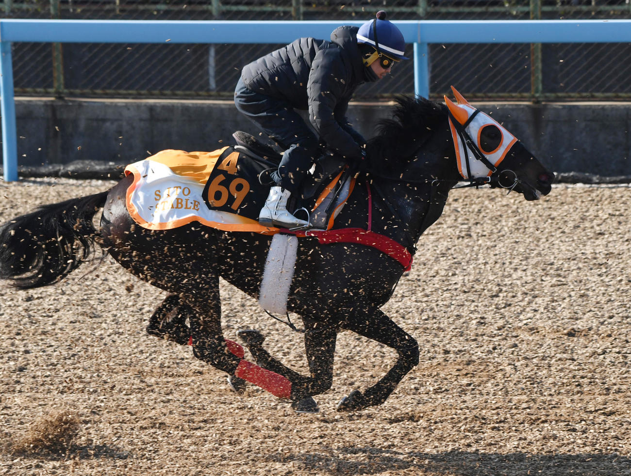 松岡騎手を背に追い切るコスモディナー（2024年2月1日撮影）