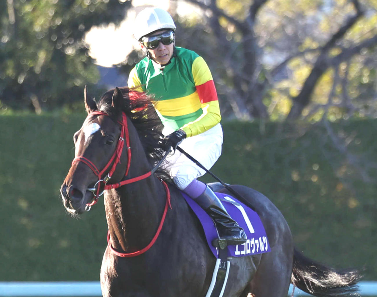 朝日杯FSで2着に敗れたエコロヴァルツと武豊騎手
