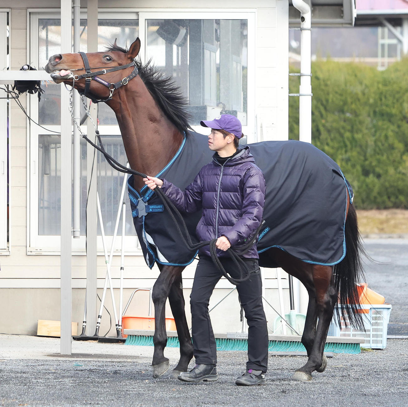 馬房に入るドウデュース（撮影・白石智彦）