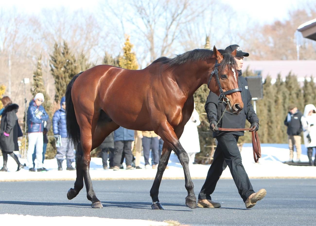 グレナディアガーズは社台けい養馬初のフランケル産駒「日本競馬に合う