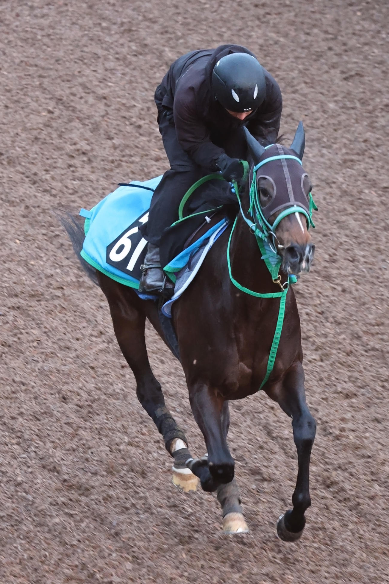 坂路をキャンターで駆け上がるサフィラ
