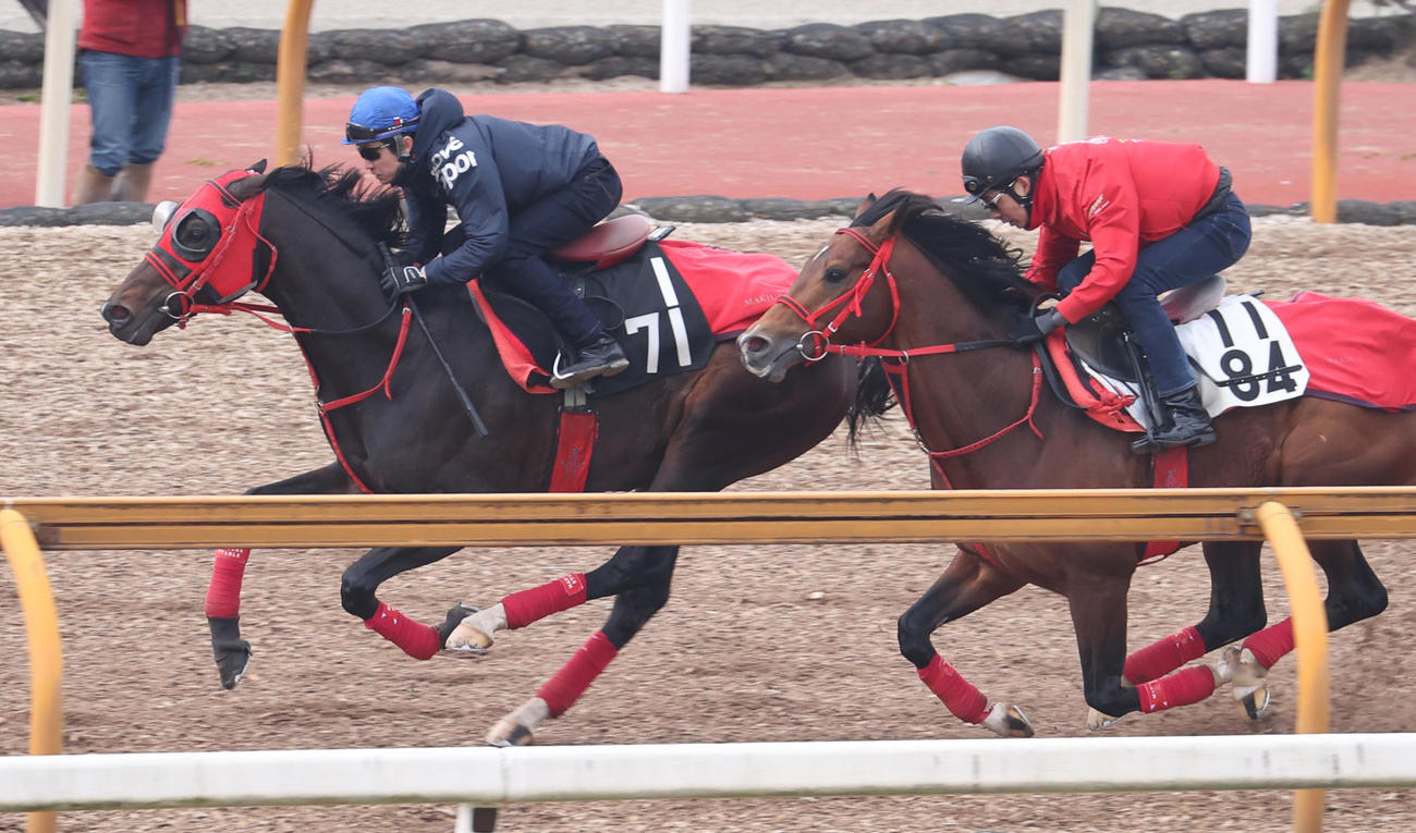 1週前追い切りを行うエコロヴァルツ（左）