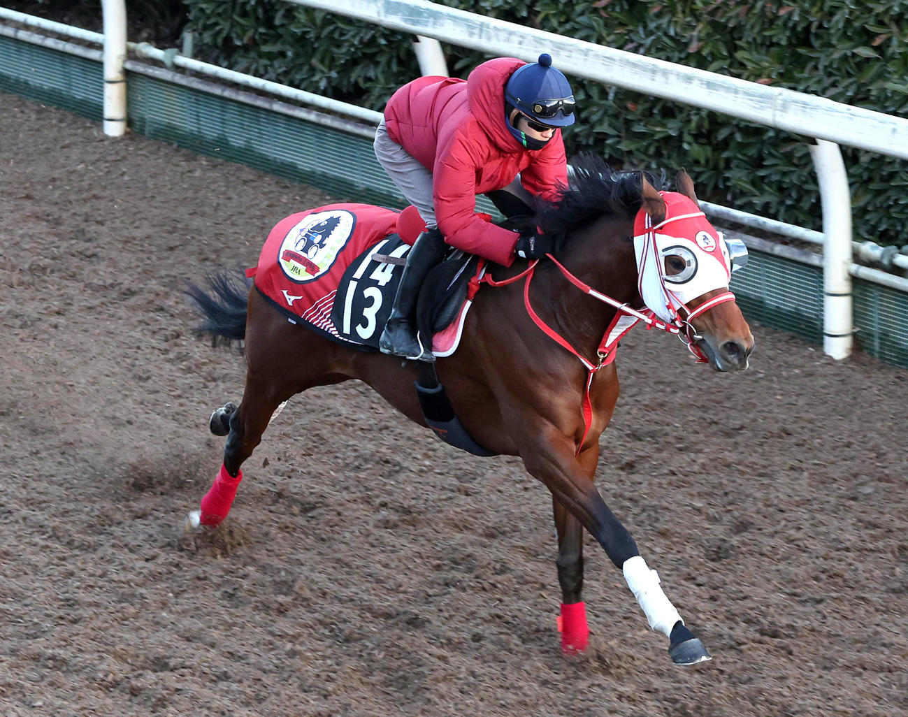坂井騎手を背に坂路を単走で追い切るミスタージーティー（撮影・白石智彦）