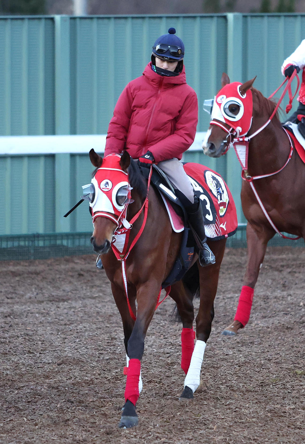 坂井騎手を背に角馬場で運動するミスタージーティー（撮影・白石智彦）