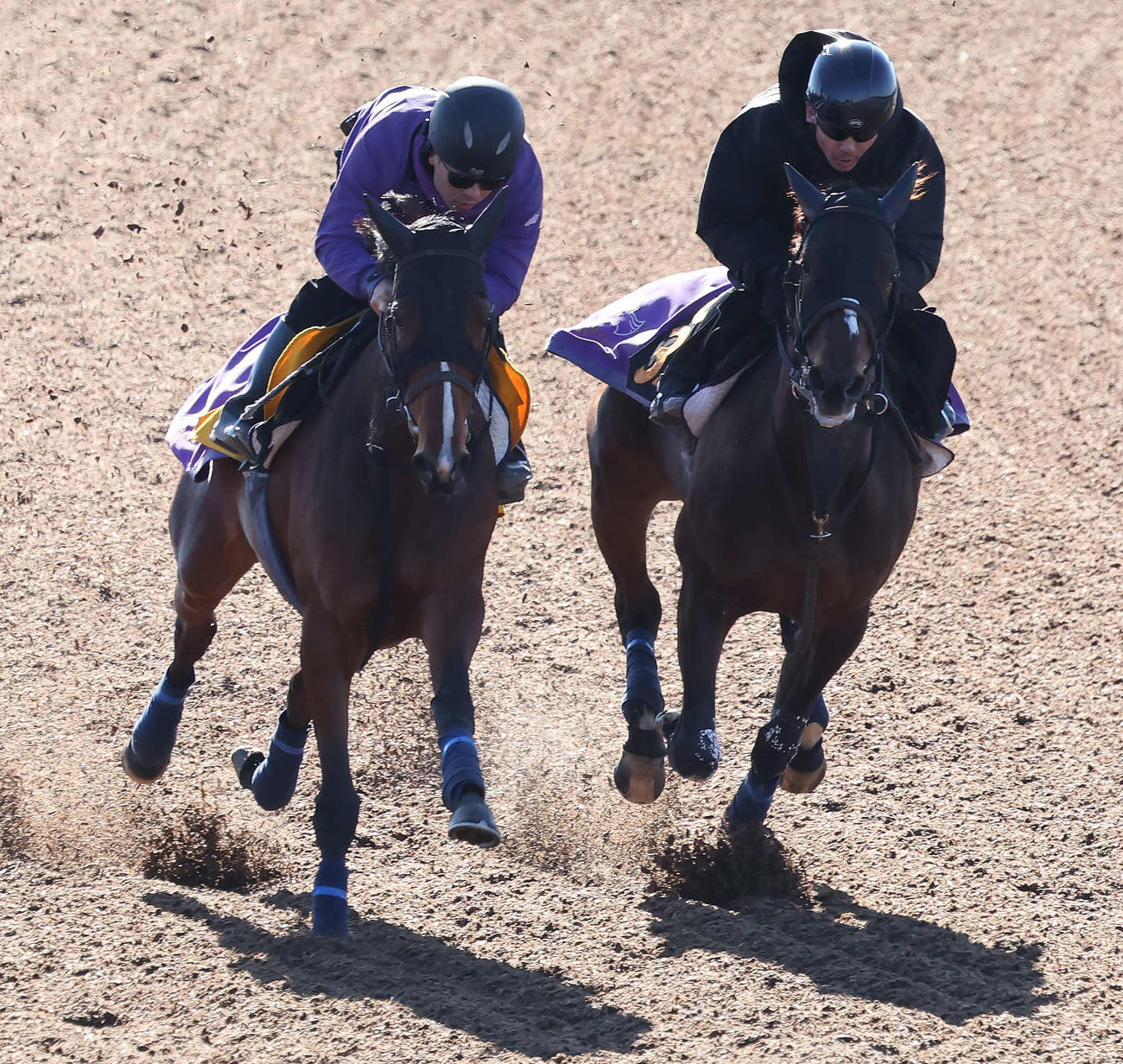 テリオスサラ（右）は戸崎騎手を背に美浦ウッドを併せ馬で追い切られた（撮影・丹羽敏通）