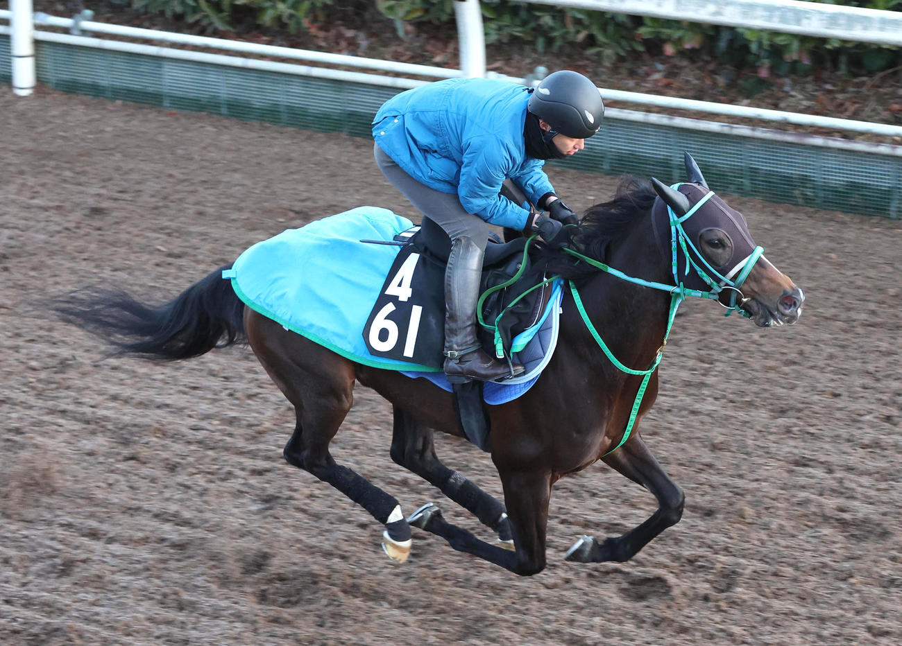 坂路を単走で追い切るサフィラ（撮影・白石智彦）